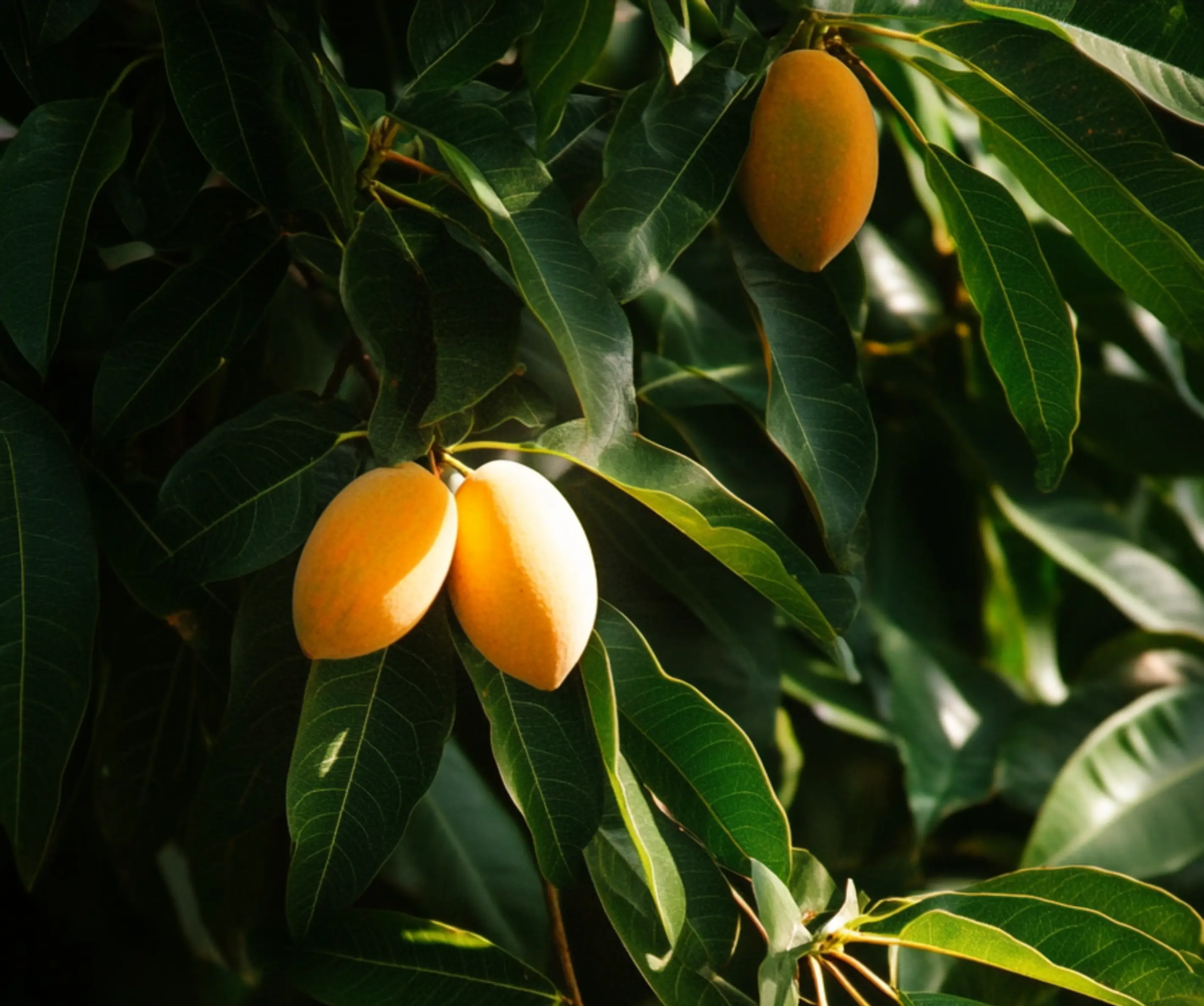food source