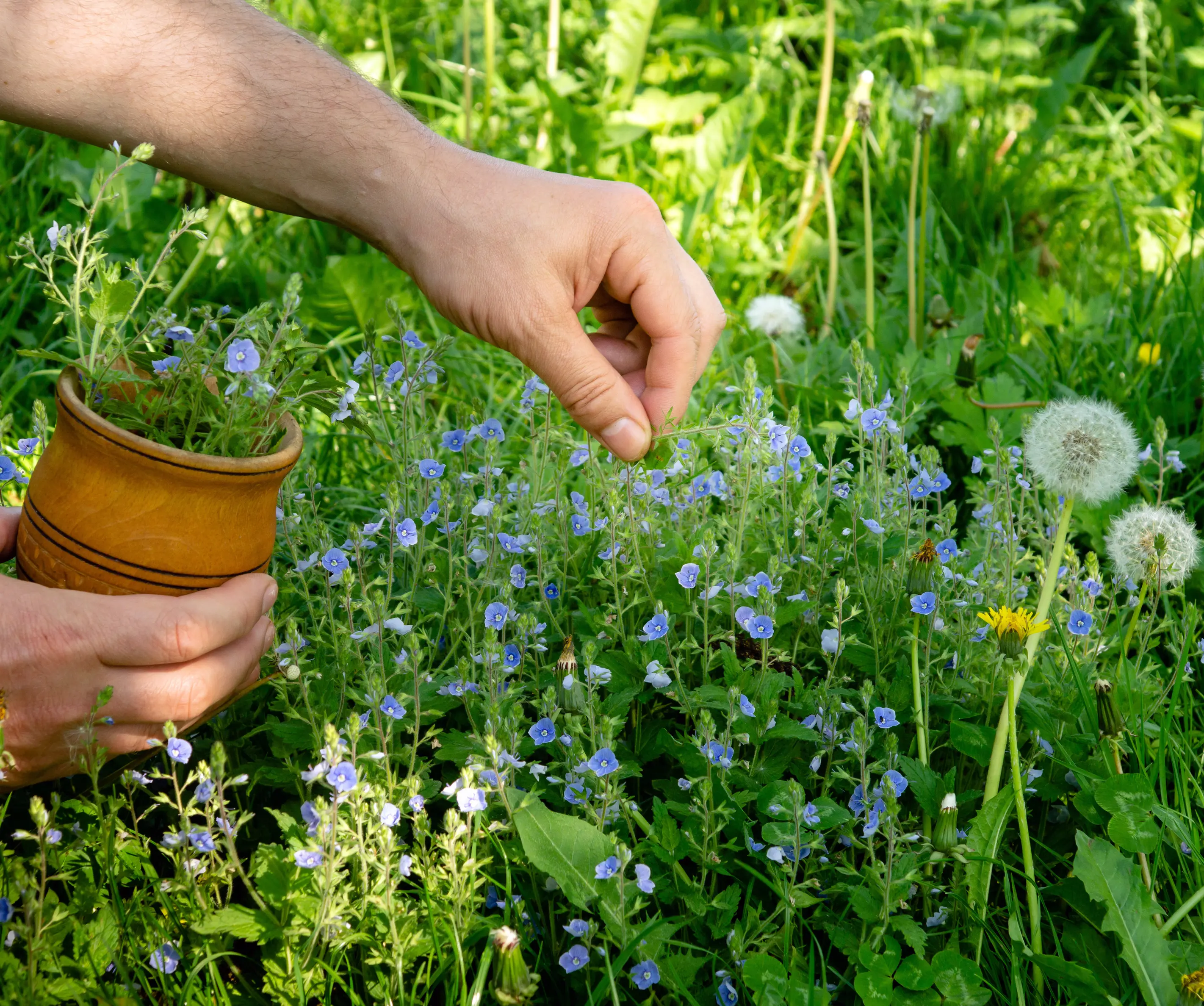herbal properties